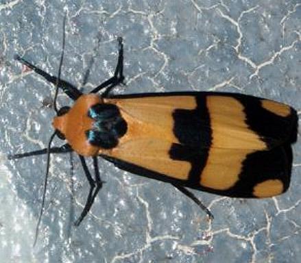 Oeonistis delia