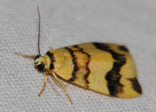 Termessa diplographa