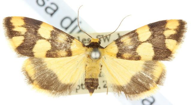 Termessa diplographa