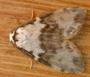 Thallarcha epicela