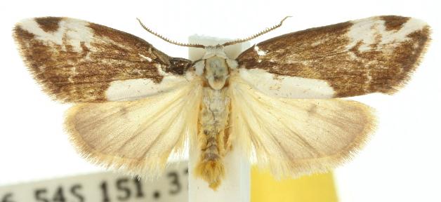Thallarcha epileuca