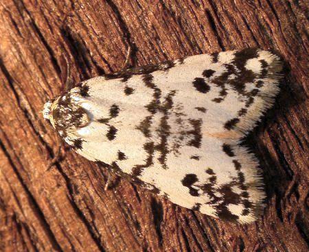 Thallarcha eremicola