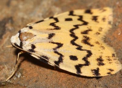 Trissobrocha eugraphica