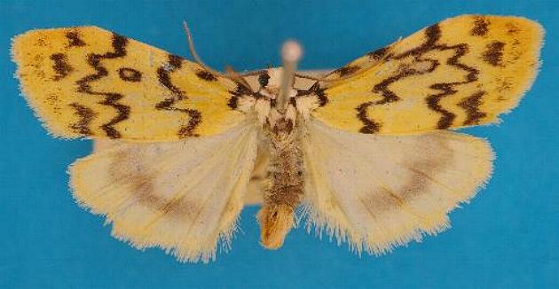 Trissobrocha eugraphica