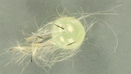 Goniosema euraphota