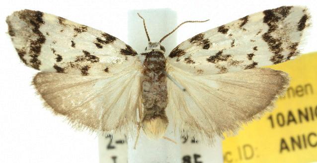 Goniosema euraphota