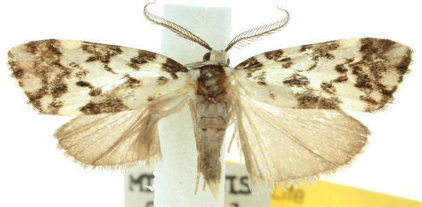 Goniosema euraphota