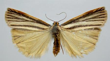 Phaeophlebosia furcifera