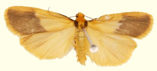 Threnosia heminephes