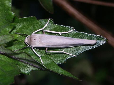 Calamidia hirta