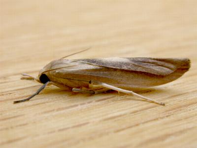 Calamidia hirta