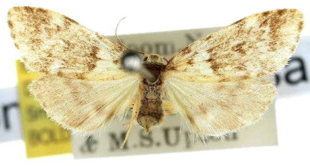 Halone interspersa