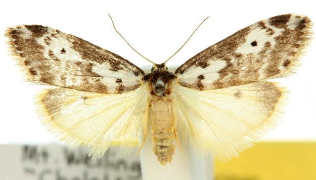 Thallarcha isophragma