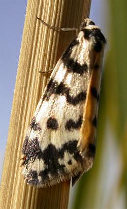 Thallarcha jocularis