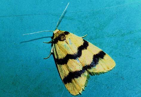 Heliosia jucunda