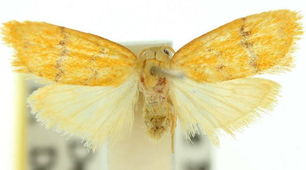 Heliosia micra