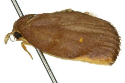 Hemonia micrommata