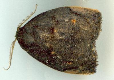 Hemonia micrommata