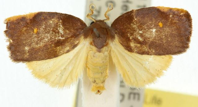 Hemonia micrommata