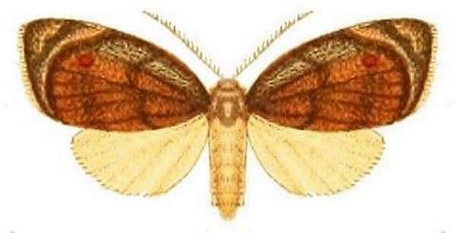 Hemonia micrommata
