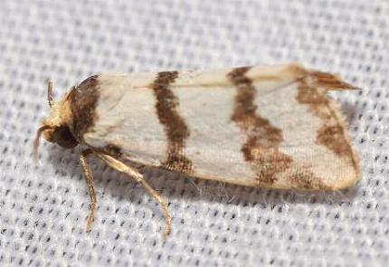 Thallarcha mochlina