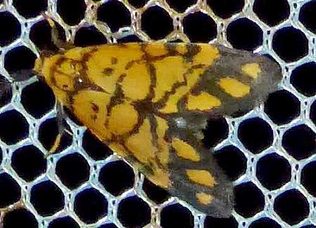 Asura monospila