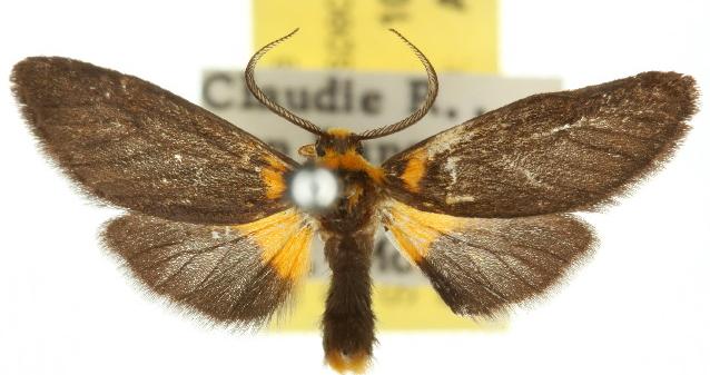 Asura monospila