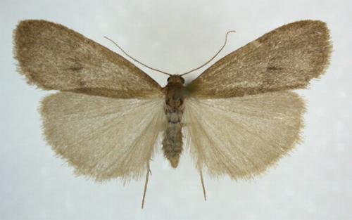 Threnosia myochroa