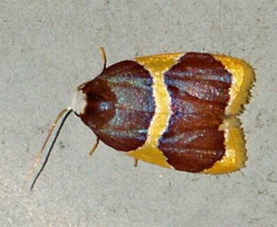 Heterallactis niphocephala