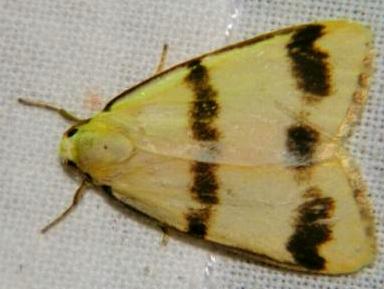 Termessa orthocrossa