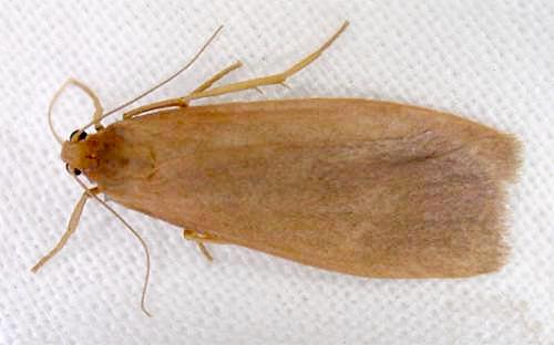 Scoliacma pactolias