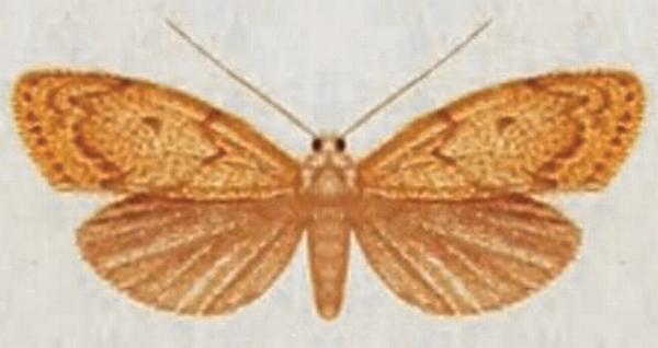 Damias pelochroa