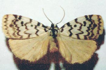 Hectobrocha pentacyma