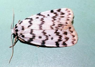 Hectobrocha pentacyma