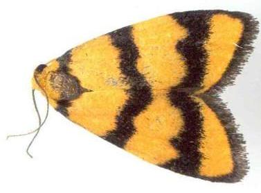 Heliosia perichares