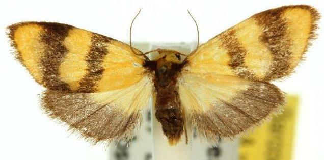 Heliosia perichares