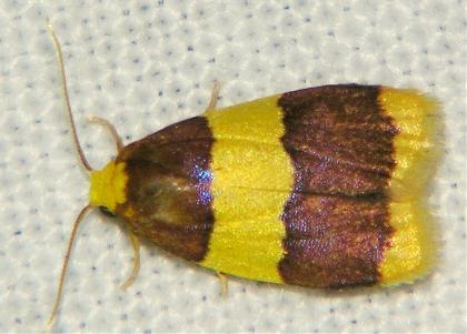 Heterallactis phlogozona