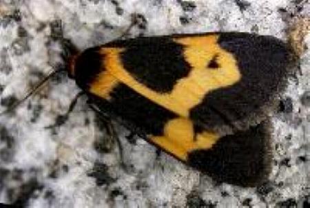 Castulo plagiata