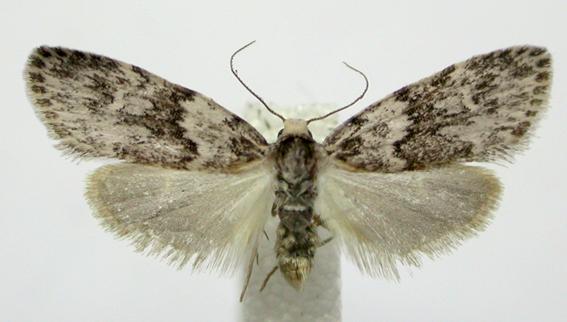 Halone prosenes
