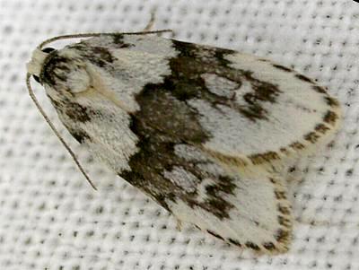 Halone prosenes