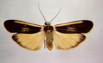 Brunia replana