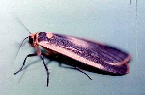 Brunia replana