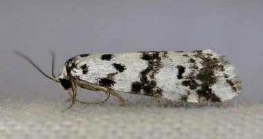 Thallarcha rhaptophora