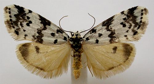 Thallarcha rhaptophora
