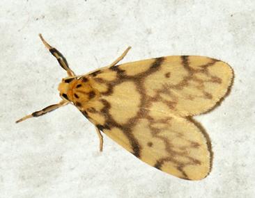 Gymnasura saginaea