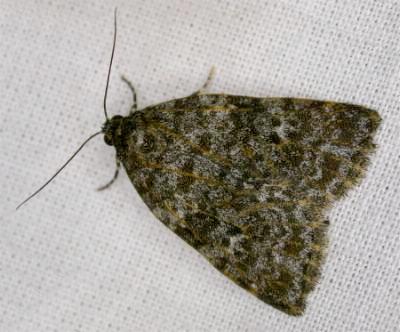 Parelictis saleuta
