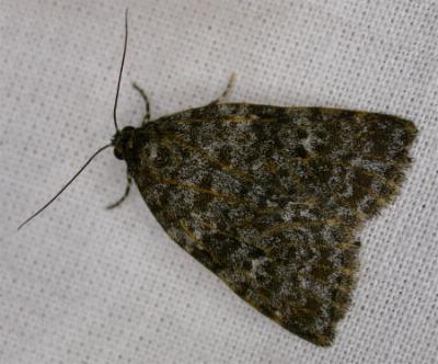 Parelictis saleuta