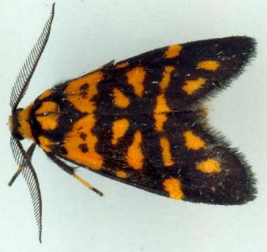 Asura semivitrea