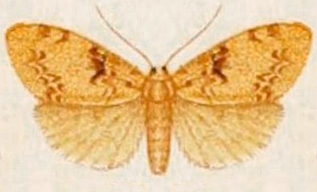 Chiriphe sicciodes