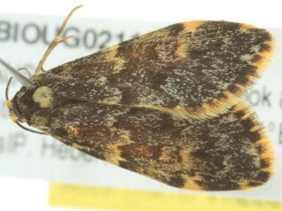 Halone sinuata